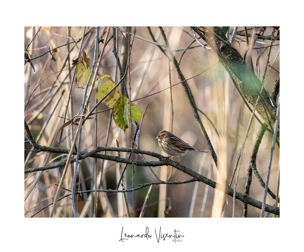 Migliarino di palude (Emberiza schoeniclus)
