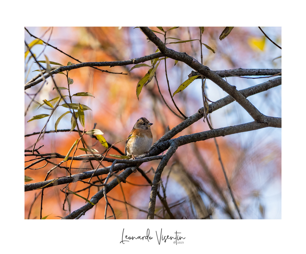 Peppola (Fringilla montifringilla)