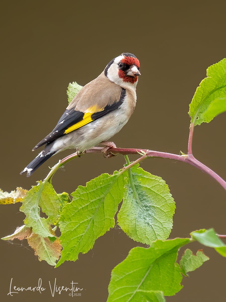 Cardellino