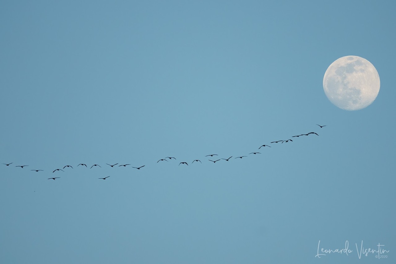 Cormorani