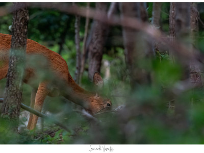 Capriolo nel bosco