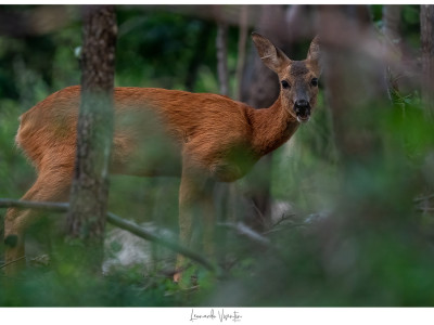 Capriolo