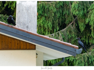 Corvo imperiale (Corvus corax)