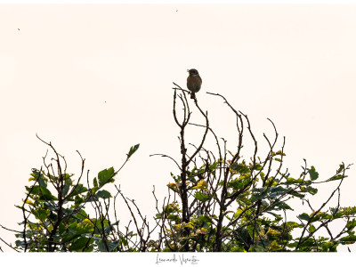 Saltimpalo (Saxicola torquatus)