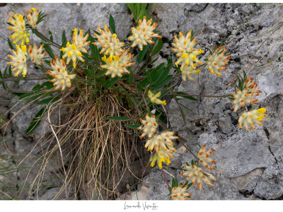 Fioritura