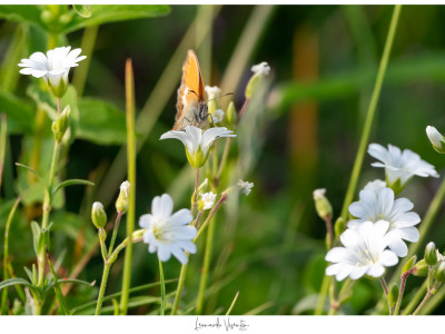 Farfalla
