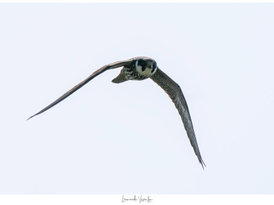 Falco subbuteo