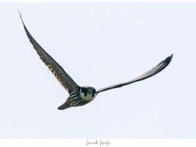Lodolaio (Falco subbuteo)