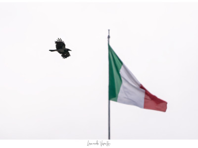 Cornacchia grigia