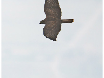 Poiana (Buteo buteo)