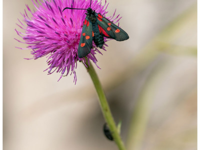 Zygaena filipendulae