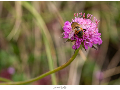 Impollinazione