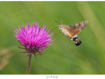 Macroglossum stellatarum
