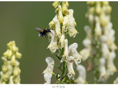 Bombus terrestris