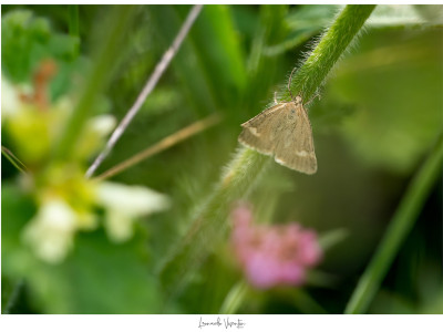 Minuscola farfalla