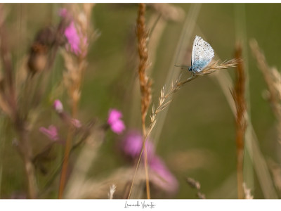 Farfalla