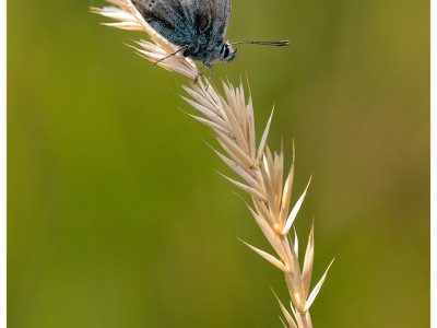 Farfalla