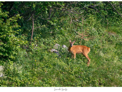 Capriolo