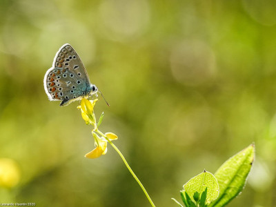 Polyommatus icarus