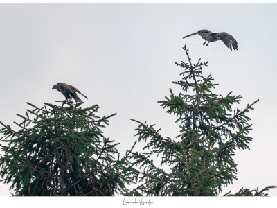 Buteo