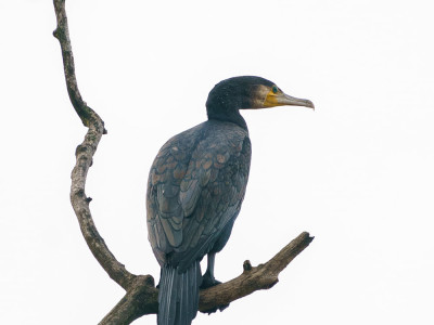 Cormorano
