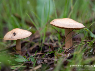 funghi