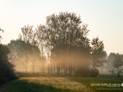 bruma dell'alba