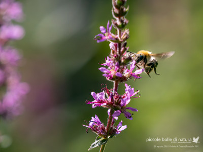 ape