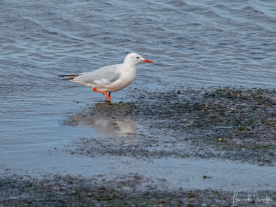 Gabbiano roseo