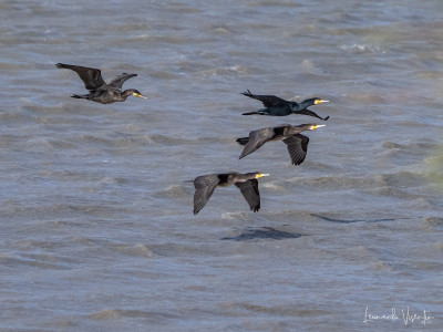 Cormorani
