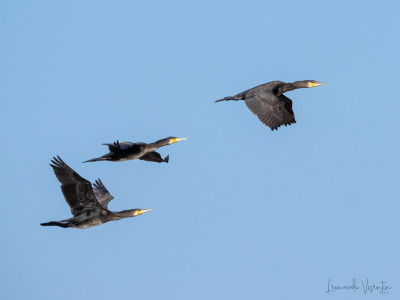 Cormorani