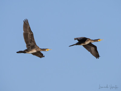 Cormorani