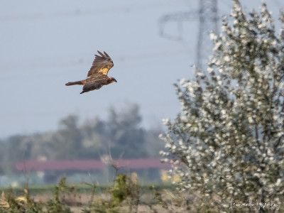 Falco di palude 