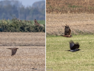 Falco di palude con Poiana e Cornacchia grigia