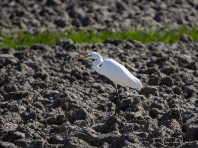 Ardea alba
