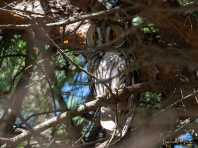 Gufo comune (Asio otus)