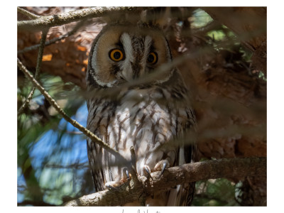Asio otus