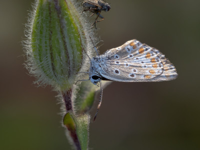 Farfalla