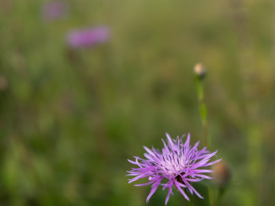Fiori