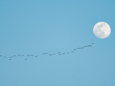 Cormorani