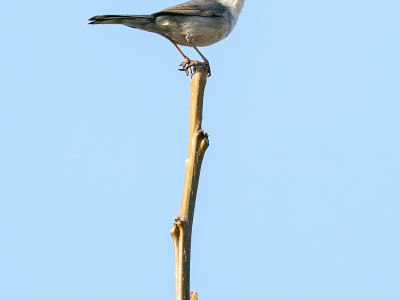 Occhiocotto