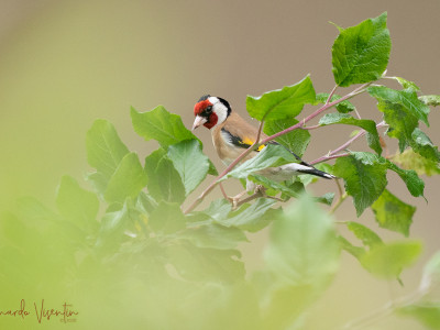 Cardellino