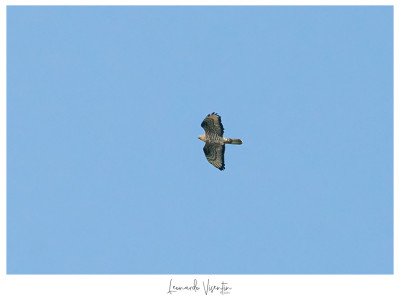 Falco pecchiaiolo