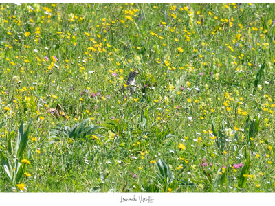 La Tordela tra i fiori.