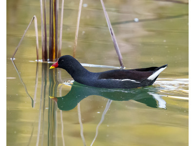 Gallinella d'acqua