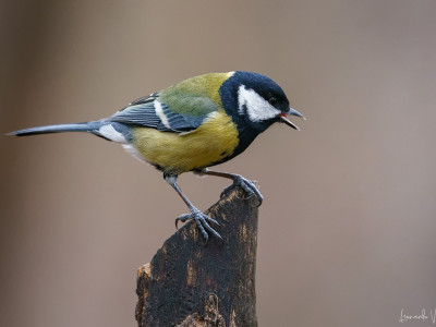 Cinciallegra (Parus major)