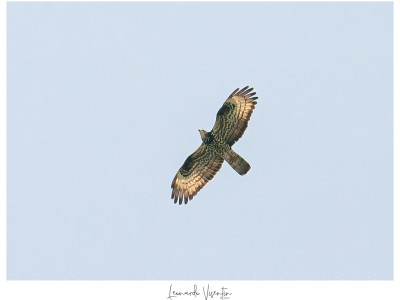 Falco pecchiaiolo