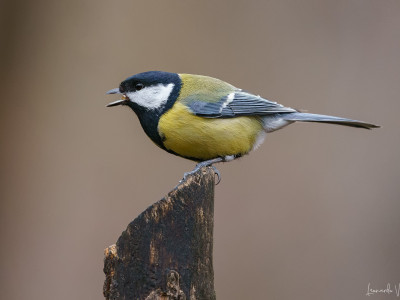 Cinciallegra (Parus major)