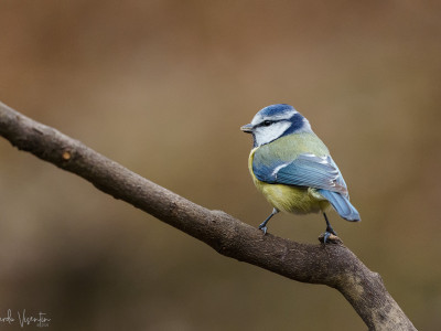 Cinciarella (Cyanistes caeruleus)