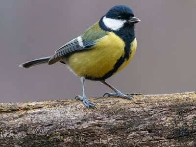 Cinciallegra (Parus major)